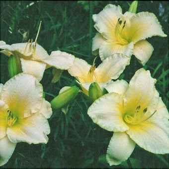 Bulbi de Hemerocallis "Astolat'', Crin Salbatic, 1 Bucata