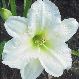 Bulbi de Hemerocallis "Astolat'', Crin Sălbatic, 1 Bucată