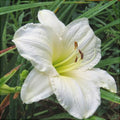 Bulbi de Hemerocallis "Astolat'', Crin Sălbatic, 1 Bucată