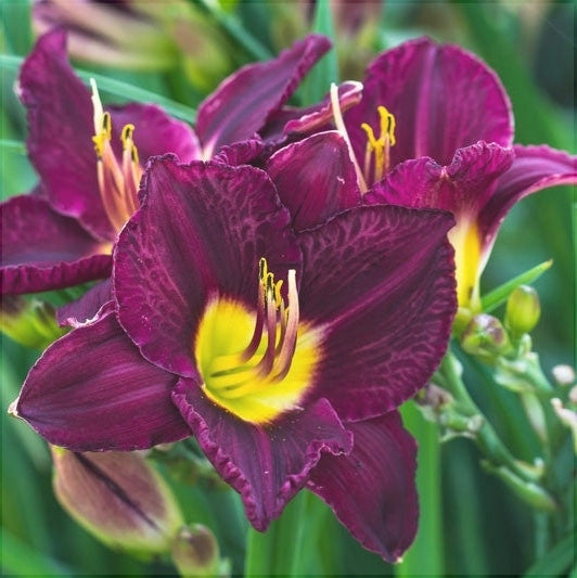 Bulbi de Hemerocallis "Bela Lugosi'', Crin Salbatic, 1 Bucata