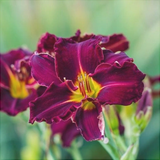 Bulbi de Hemerocallis "Bela Lugosi'', Crin Salbatic, 1 Bucata