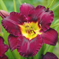 Bulbi de Hemerocallis "Bela Lugosi” (Crin Sălbatic), 1 bucată