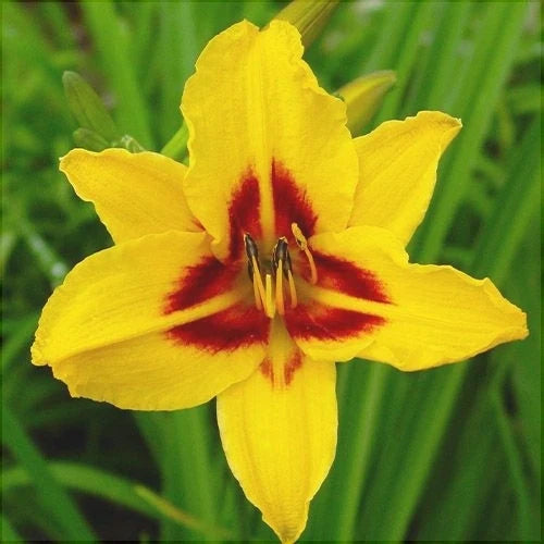 Bulbi de Hemerocallis "Bonanza" (Crin Sălbatic), 1 bucată