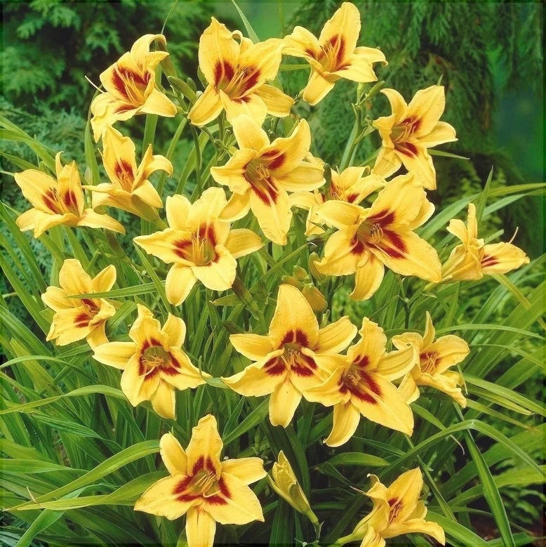 Bulbi de Hemerocallis "Bonanza" (Crin Sălbatic), 1 bucată