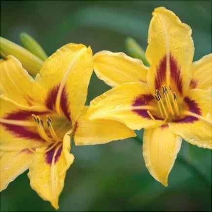 Bulbi de Hemerocallis "Bonanza" (Crin Sălbatic), 1 bucată