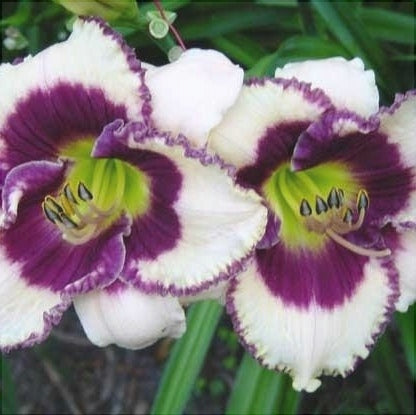 Bulbi de Hemerocallis "Border Music", Crin Salbatic, 1 Bucata