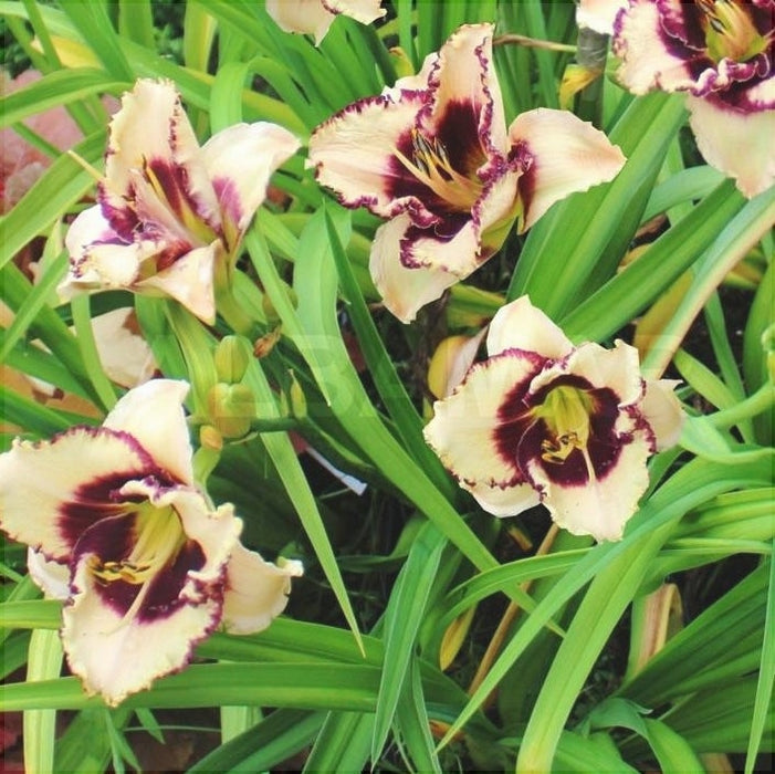 Bulbi de Hemerocallis "Border Music", Crin Salbatic, 1 Bucata