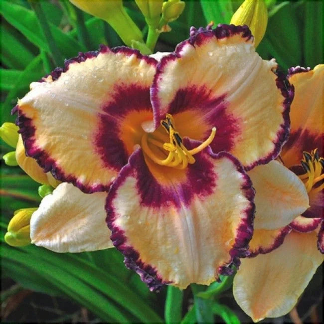 Bulbi de Hemerocallis "Border Music” (Crin Sălbatic), 1 bucată