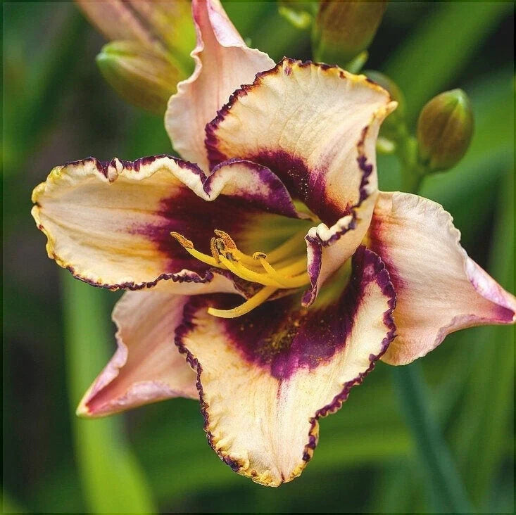 Bulbi de Hemerocallis "Border Music” (Crin Sălbatic), 1 bucată