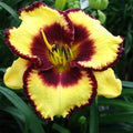 Bulbi de Hemerocallis "Calico Jack", Crin Sălbatic, 1 Bucată