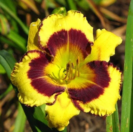 Bulbi de Hemerocallis "Calico Jack", Crin Sălbatic, 1 Bucată