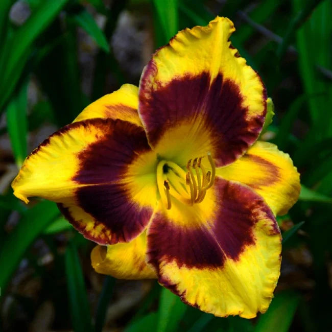 Bulbi de Hemerocallis "Calico Jack", Crin Sălbatic, 1 Bucată