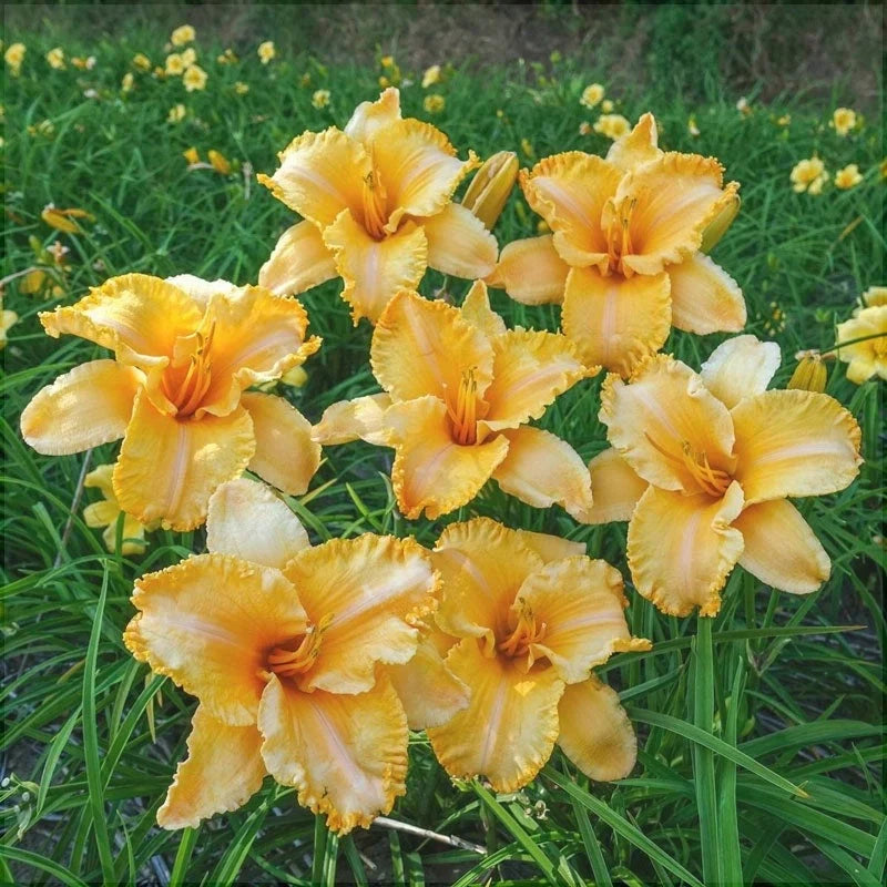 Bulbi de Hemerocallis "Colonel Mustard" (Crin Sălbatic), 1 bucată