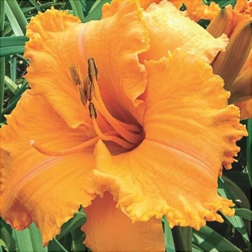 Bulbi de Hemerocallis "Colonel Mustard" (Crin Sălbatic), 1 bucată