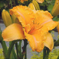 Bulbi de Hemerocallis "Colonel Mustard" (Crin Sălbatic), 1 bucată