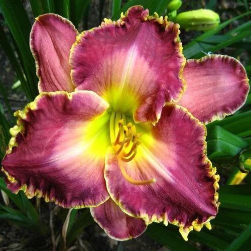 Bulbi de Hemerocallis "David Kirchoff" (Crin Sălbatic), 1 bucată
