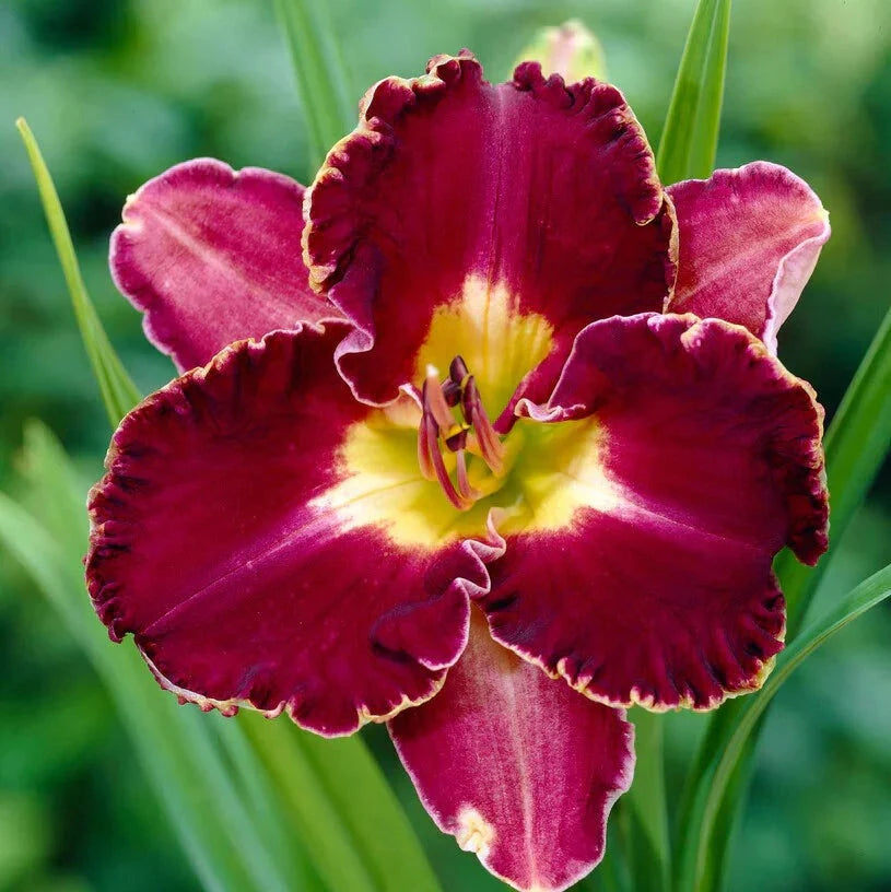 Bulbi de Hemerocallis "David Kirchoff" (Crin Sălbatic), 1 bucată
