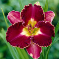 Bulbi de Hemerocallis "David Kirchoff" (Crin Sălbatic), 1 bucată