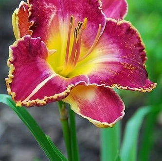 Bulbi de Hemerocallis "David Kirchoff" (Crin Sălbatic), 1 bucată