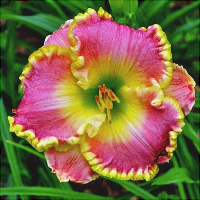 Bulbi de Hemerocallis "Diva's Choice", Crin Sălbatic, 1 Bucată