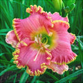Bulbi de Hemerocallis "Diva's Choice", Crin Sălbatic, 1 Bucată