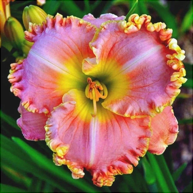 Bulbi de Hemerocallis "Diva's Choice", Crin Sălbatic, 1 Bucată