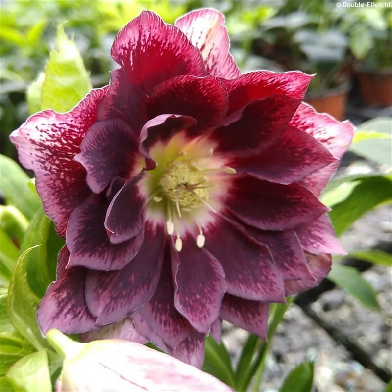 Bulbi de Hemerocallis "Double Ellen Red" (Crin Sălbatic), 1 bucată