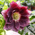 Bulbi de Hemerocallis "Double Ellen Red" (Crin Sălbatic), 1 bucată