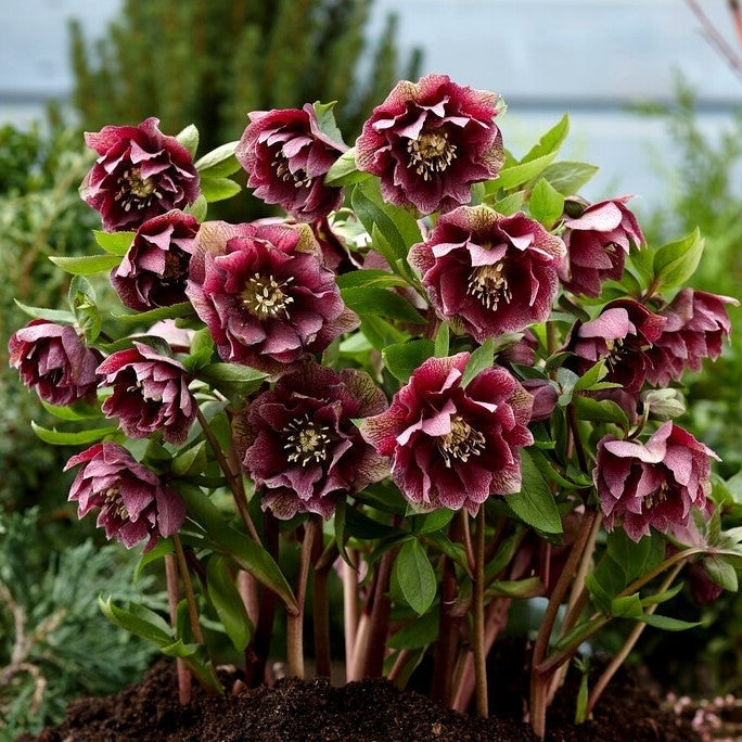Bulbi de Hemerocallis "Double Ellen Red", Crin Salbatic, 1 Bucata