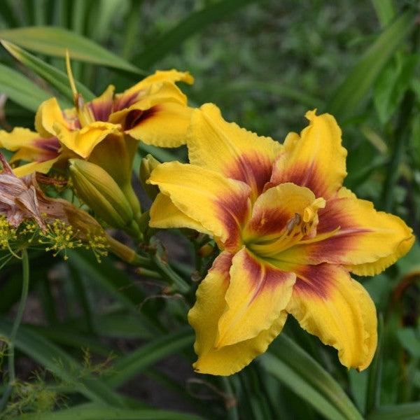 Bulbi de Hemerocallis "Double Mount Helena", Crin Salbatic, 1 Bucata