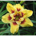 Bulbi de Hemerocallis "Double Mount Helena", Crin Sălbatic, 1 Bucată