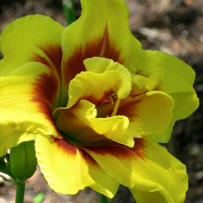 Bulbi de Hemerocallis "Double Mount Helena", Crin Salbatic, 1 Bucata