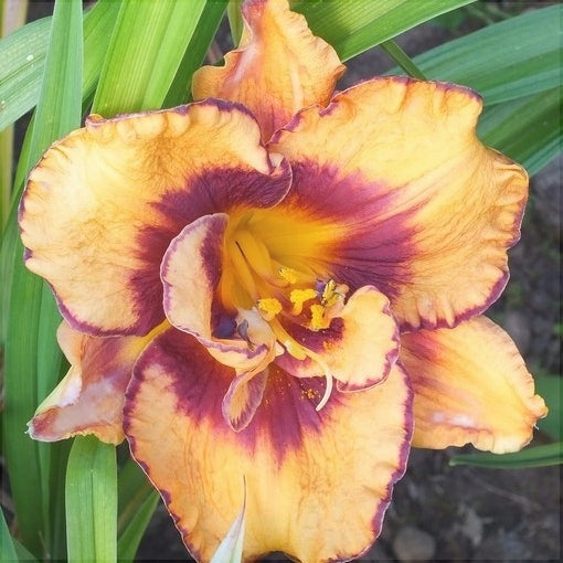 Bulbi de Hemerocallis "Exploded Pumpkin", Crin Salbatic, 1 Bucata
