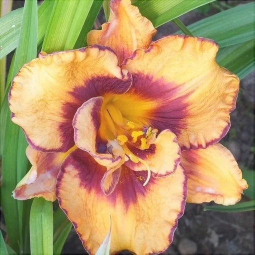 Bulbi de Hemerocallis "Exploded Pumpkin" (Crin Sălbatic), 1 bucată