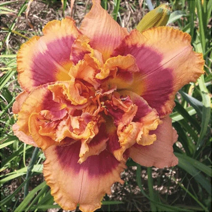 Bulbi de Hemerocallis "Exploded Pumpkin" (Crin Sălbatic), 1 bucată