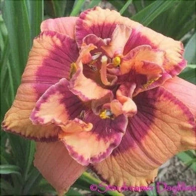 Bulbi de Hemerocallis "Exploded Pumpkin" (Crin Sălbatic), 1 bucată