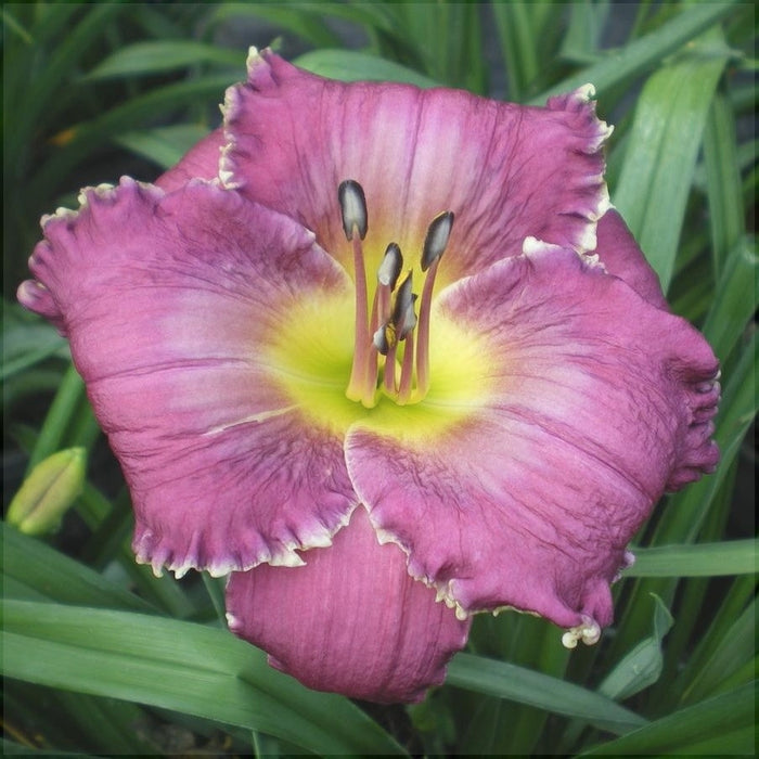 Bulbi de Hemerocallis "Face of the Stars", Crin Salbatic, 1 Bucata