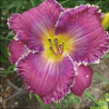 Bulbi de Hemerocallis "Face of the Stars", Crin Sălbtic, 1 Bucată