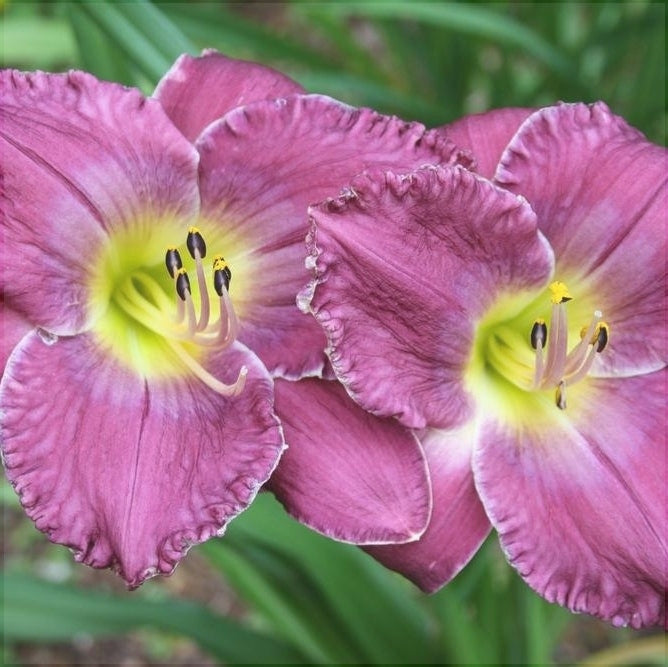 Bulbi de Hemerocallis "Face of the Stars", Crin Salbatic, 1 Bucata