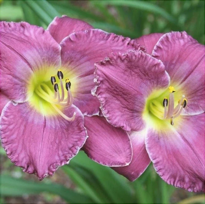 Bulbi de Hemerocallis "Face of the Stars", Crin Sălbtic, 1 Bucată