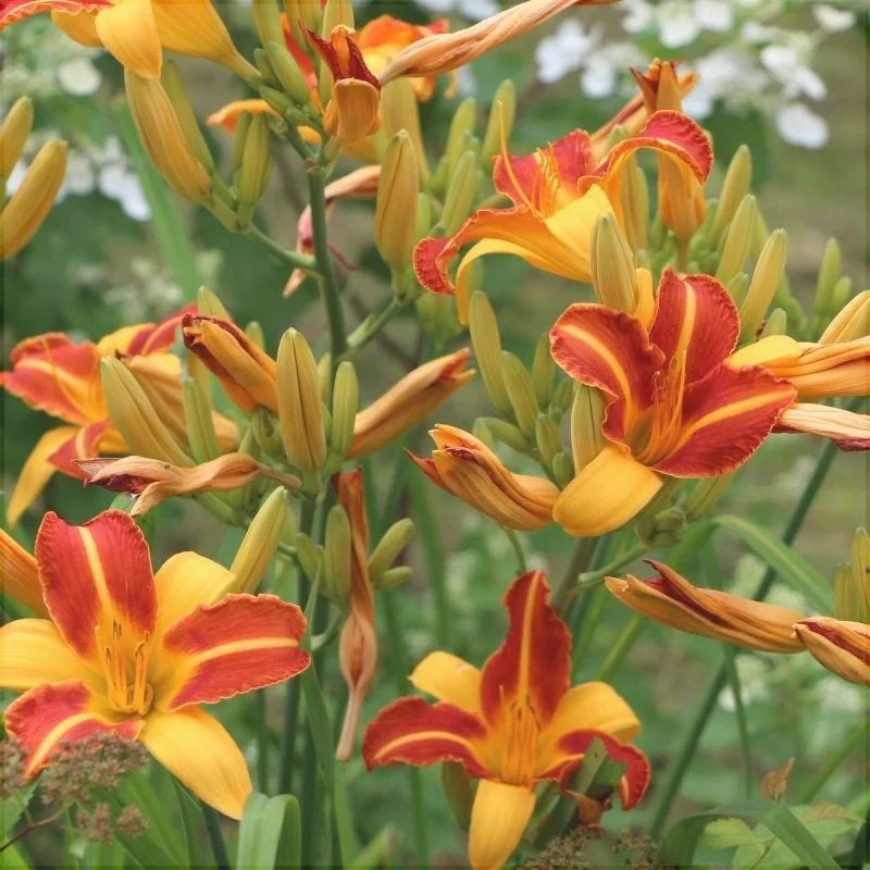 Bulbi de Hemerocallis "Frans Hals", Crin Sălbatic, 1 Bucată