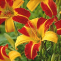 Bulbi de Hemerocallis "Frans Hals", Crin Sălbatic, 1 Bucată