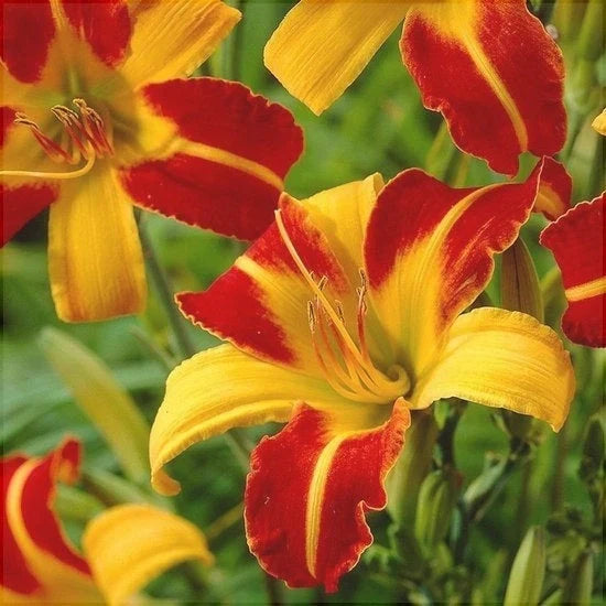 Bulbi de Hemerocallis "Frans Hals", Crin Sălbatic, 1 Bucată