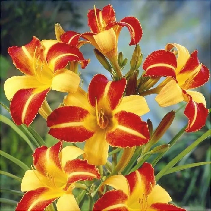 Bulbi de Hemerocallis "Frans Hals", Crin Sălbatic, 1 Bucată
