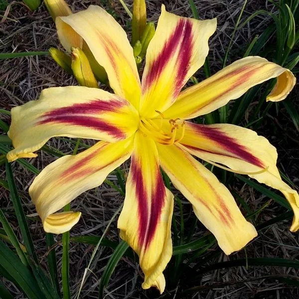 Bulbi de Hemerocallis "Free Wheelin" (Crin Sălbatic), 1 bucată