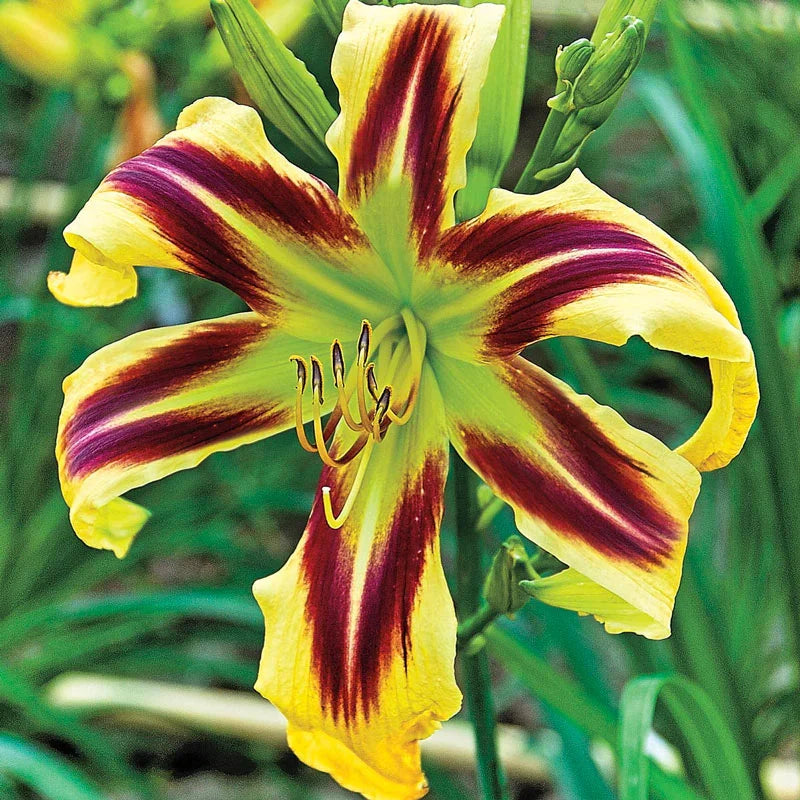Bulbi de Hemerocallis "Free Wheelin" (Crin Sălbatic), 1 bucată