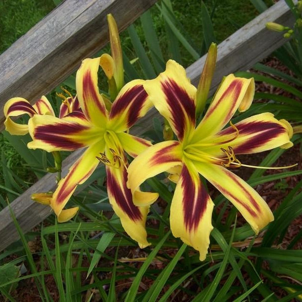 Bulbi de Hemerocallis "Free Wheelin", Crin Salbatic, 1 Bucata