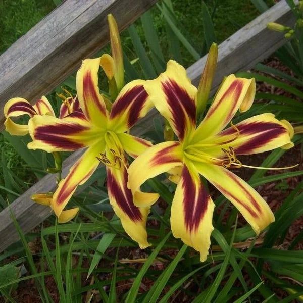Bulbi de Hemerocallis "Free Wheelin" (Crin Sălbatic), 1 bucată