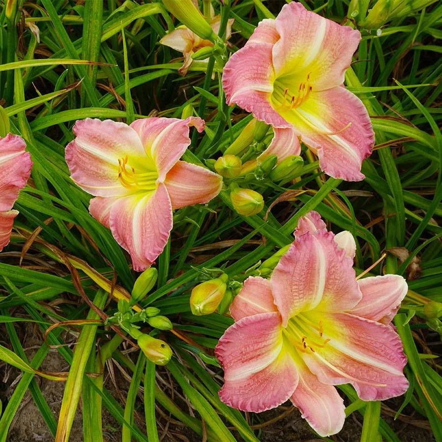 Bulbi de Hemerocallis, Roz, Crin Sălbatic, 1 Bucată