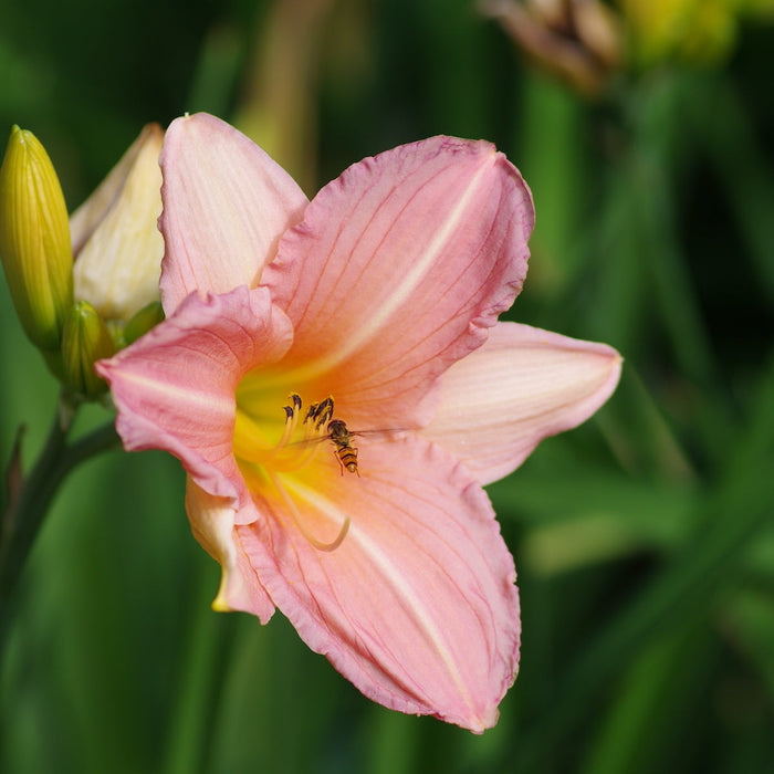 Bulbi de Hemerocallis, Roz, Crin Salbatic, 1 Bucata